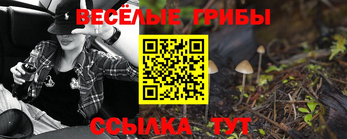 Псилоцибиновые грибы Psilocybe Чайковский
